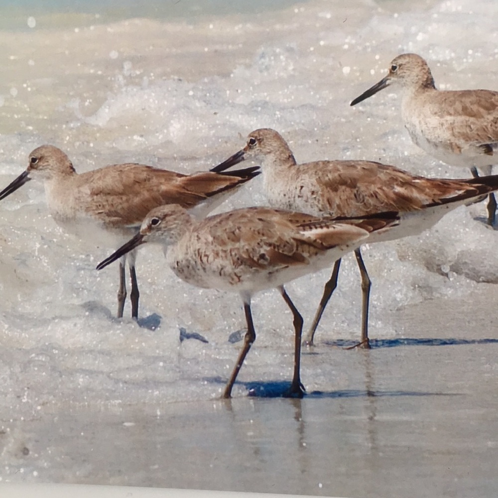 Meet your Posher, Linda